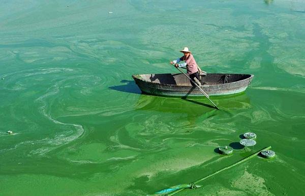 1759027523317496.jpg “水華”現(xiàn)象.jpg