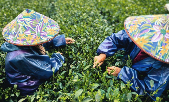 1763086640322503.jpg 茶園.jpg