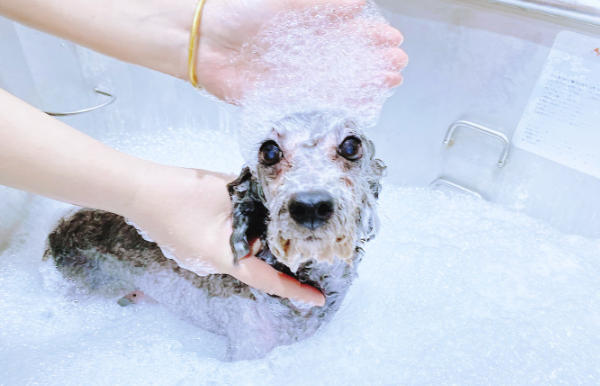 1765160987162449.jpg 寵物水療館.jpg